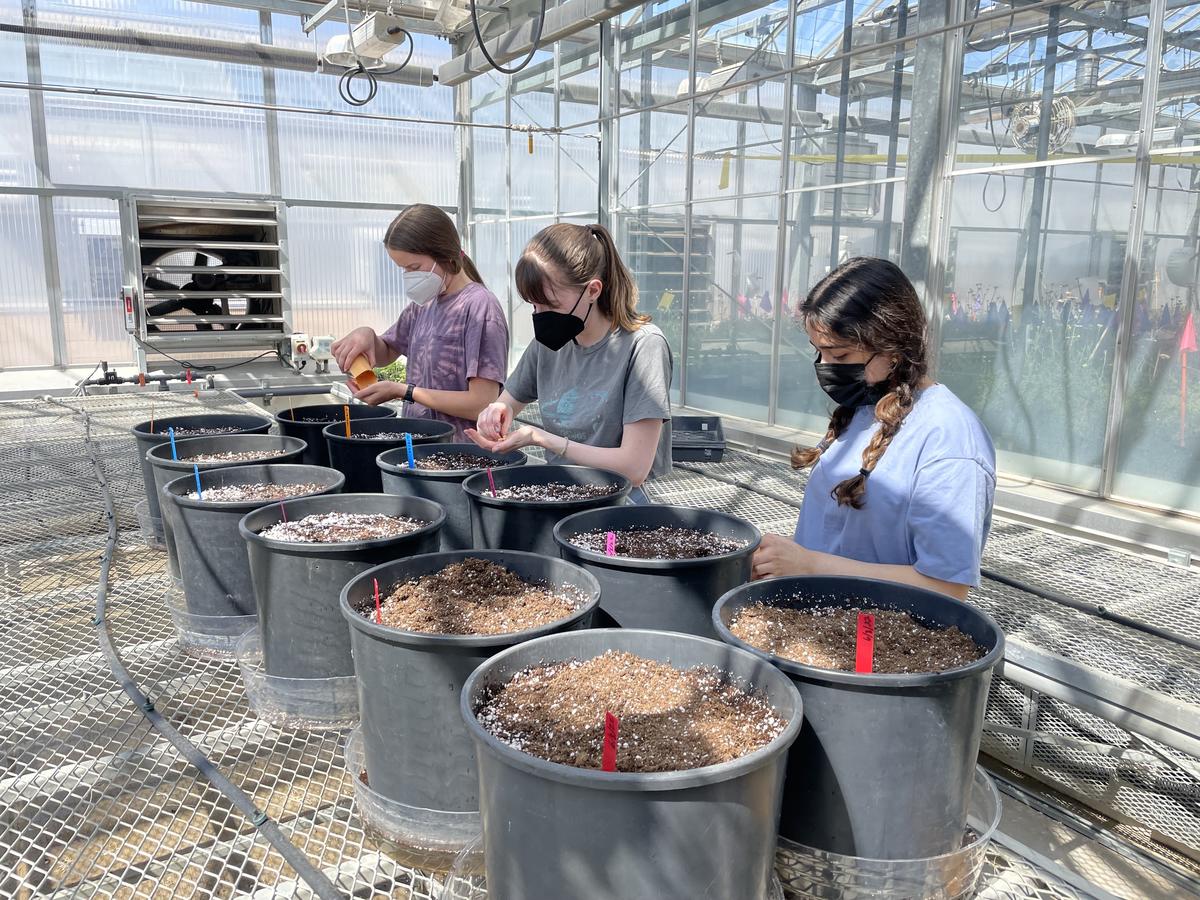 researchers planting soybean in a UMN greenhouse