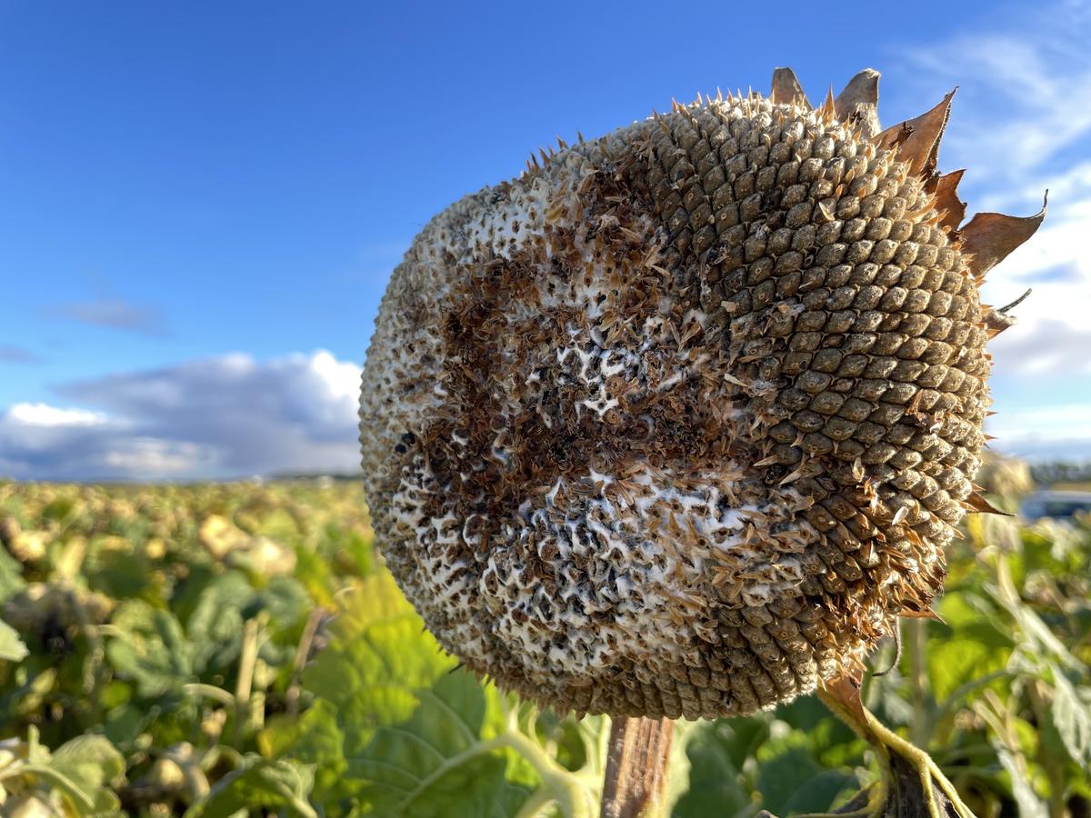 Sclerotinia head rot of sunflower