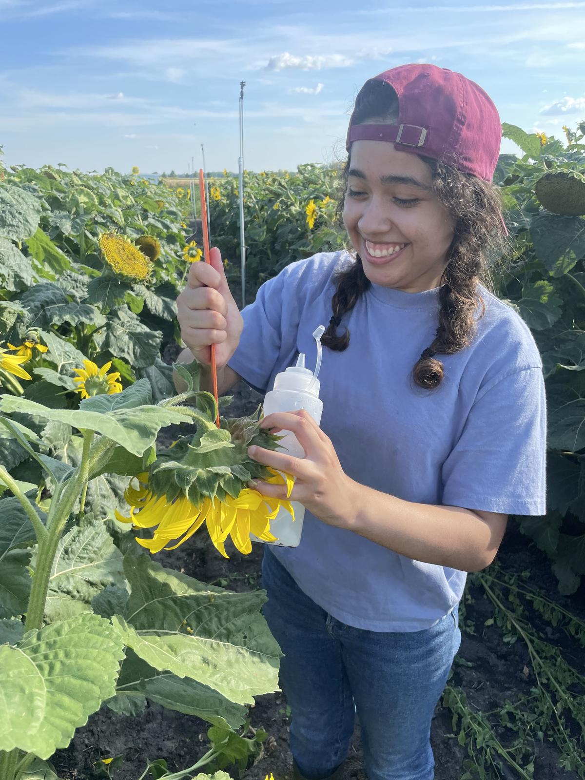 Student inoculating sunflowers with Sclerotinia 